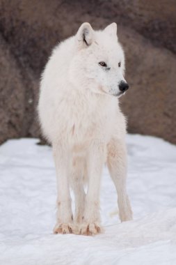 Vahşi alaska tundra kurt beyaz kar üzerinde duruyor. Canis lupus arctos.
