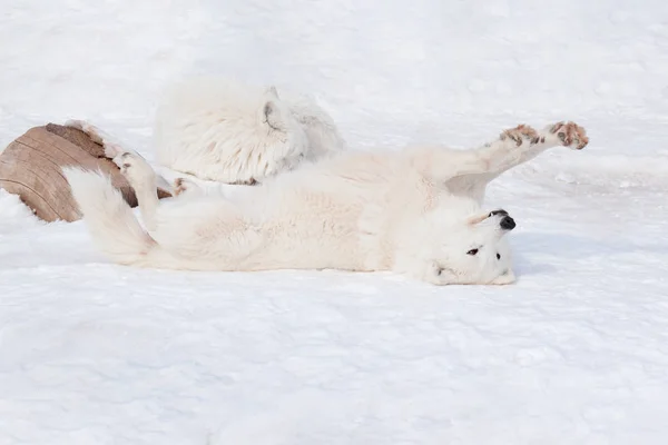El lobo salvaje de tundra de Alaska está tomando el sol en invierno. Canis lupus arctos . — Foto de Stock