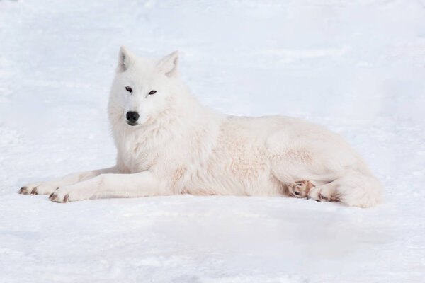 Wild arctic wolf is lying on white snow. Close up. Animals in wildlife. Canis lupus arctos. Polar wolf or white wolf.