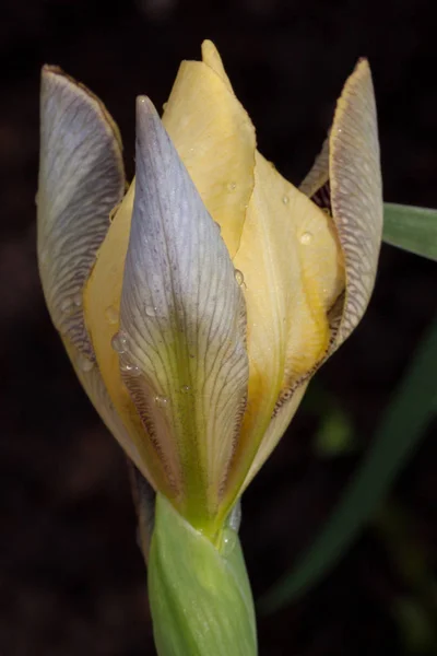 Knospe von cattleya purpurata wächst in einem Frühlingsgarten mit Regentropfen. — Stockfoto