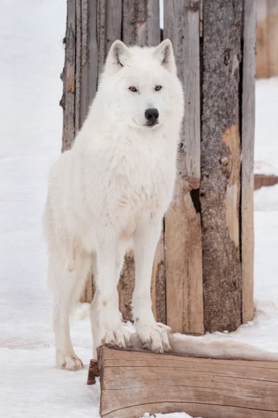 Wilde Alaskan toendra Wolf kijkt naar de camera. Canis lupus arctos. — Stockfoto