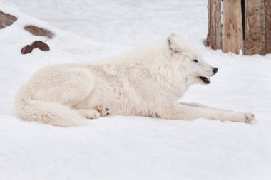 Vahşi kutup kurdu beyaz karda yatıyor. Yakından kapatın. Vahşi yaşamdaki hayvanlar. Canis lupus arctos.
