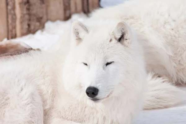 Lobo selvagem da tundra do alasca está roncando na neve branca. Canis lupus arctos . — Fotografia de Stock