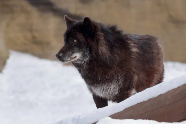 Le loup canadien noir sauvage se tient debout sur de la neige blanche. Canis lupus pambasileus . — Photo