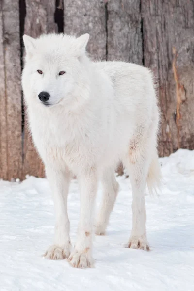 Wild alaskan tundra wolf is standing on white snow. Canis lupus arctos. — Stock Photo, Image