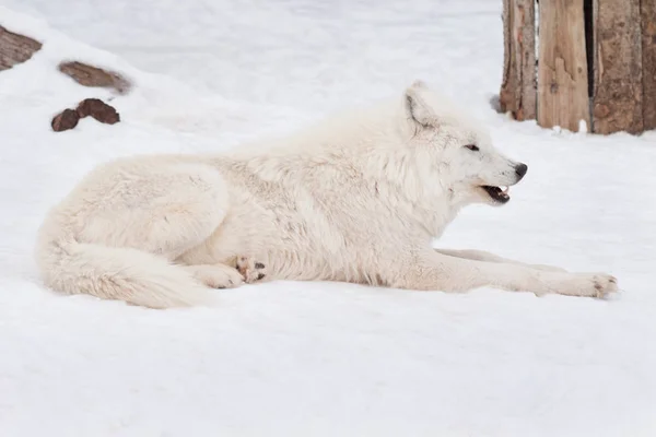 Wild Arctic Wolf ligger på vit snö. Närbild. Djur i djurlivet. Canis lupus arctos. — Stockfoto