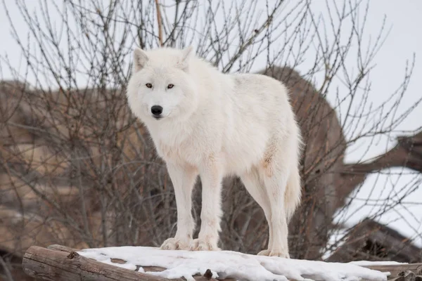 Wild alaskan tundra wolf is looking at the camera. Canis lupus arctos. Polar wolf or white wolf. — Stock Photo, Image