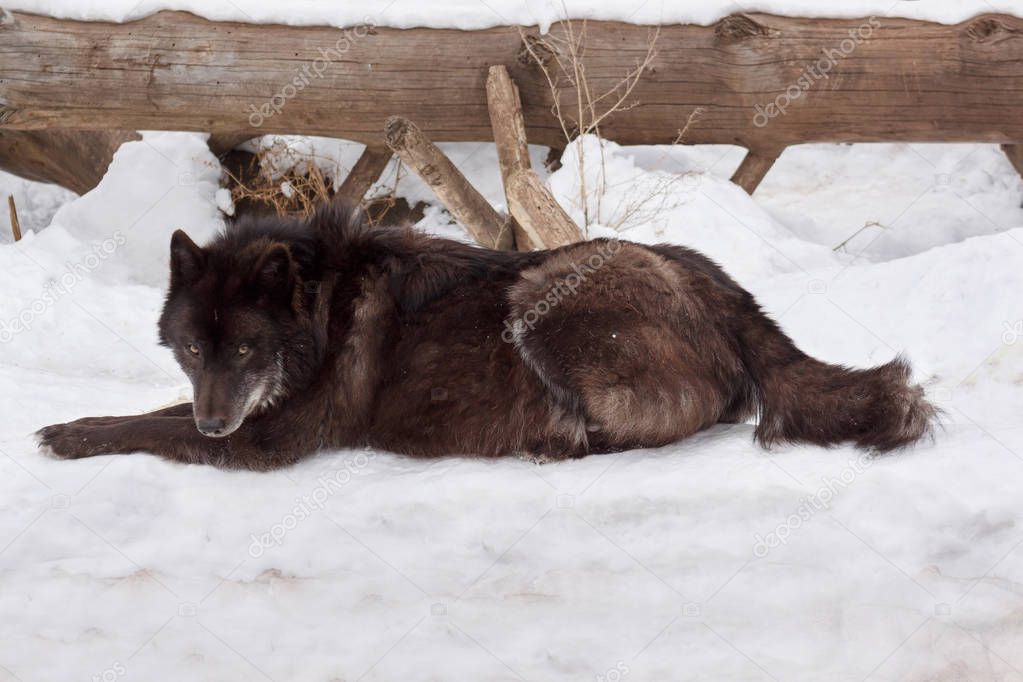 Wild black canadian wolf is lying on white snow. Canis lupus pambasileus.
