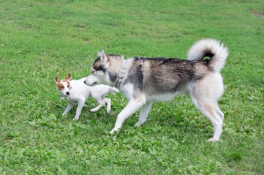 Sibirya husky ve jack russell terrier köpek yavrusu yeşil bir çayır üzerinde oynuyor. Evcil hayvanlar.
