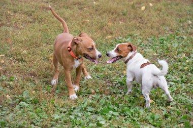 İki sevimli yavru sonbahar parkında oynuyor. Jack Russell Terrier ve Amerikan Staffordshire terrier. Evcil hayvanlar.