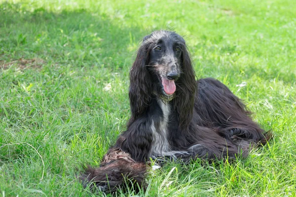 Cute afghan hound is looking at the camera. Eastern greyhound or persian greyhound. Pet animals. — Stock Photo, Image