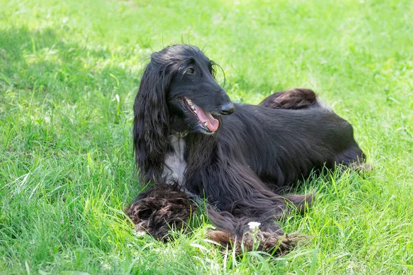 Cão afegão bonito está deitado em uma grama verde. Greyhound oriental ou Greyhound persa. Animais de companhia . — Fotografia de Stock