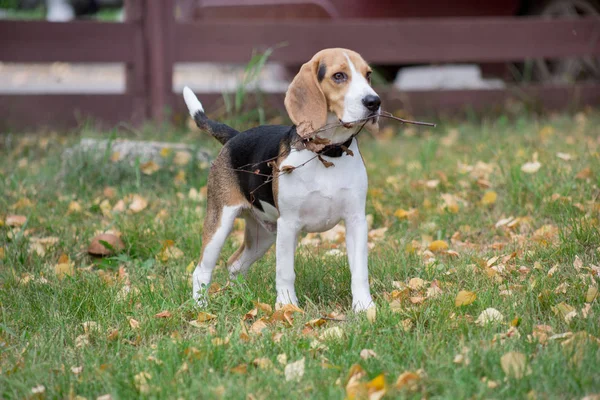 かわいいビーグルの子犬は、彼の歯に木の小枝を保持しています。ペット動物. — ストック写真