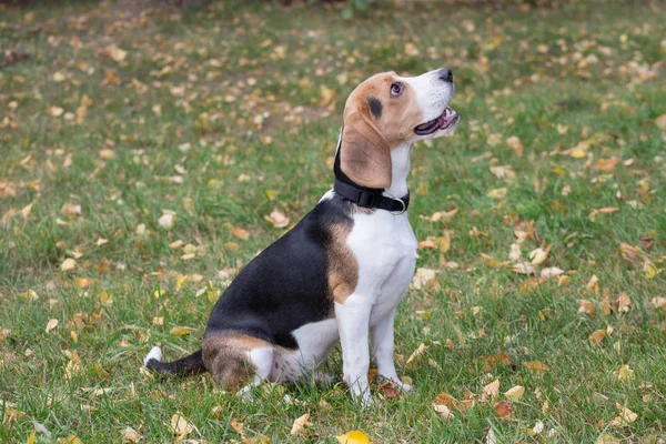 Söt Beagle valp sitter på gräset i höst parken. Sällskapsdjur. — Stockfoto