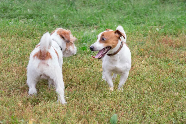 Two cute jack russell terrier puppies are playing in the autumn park. Pet animals. — Stock Photo, Image