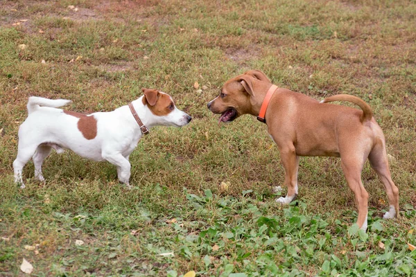 Jack Russell terrier chiot et américain staffordshire terrier chiot jouent dans le parc d'automne. Animaux de compagnie . — Photo