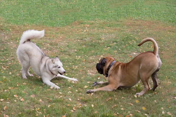 Śliczne syberyjskie Husky i Bullmastiff grają na trawie w jesiennym parku. Zwierzęta domowe. — Zdjęcie stockowe