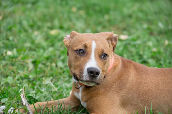 Retrato del cachorro americano staffordshire terrier. Animales de compañía. Dos meses de edad . —  Fotos de Stock