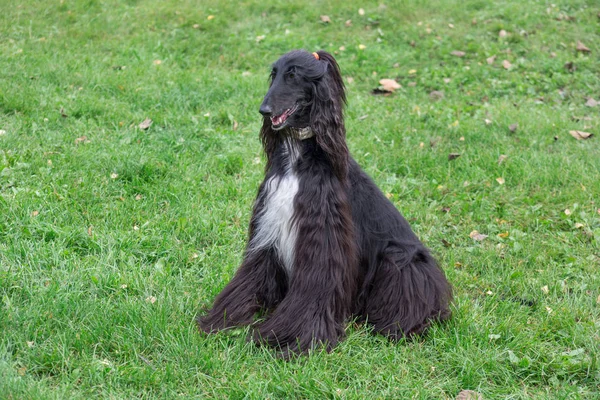 Lindo perro afgano está sentado en una hierba verde en el parque de otoño. Galgo oriental o galgo persa. Animales de compañía . —  Fotos de Stock