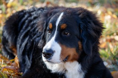 Sevimli bernese dağ köpeği köpek yavrusu sonbahar yaprakları yatıyor. Berner sennenhund veya bernese sığır köpek. Üç aylık.
