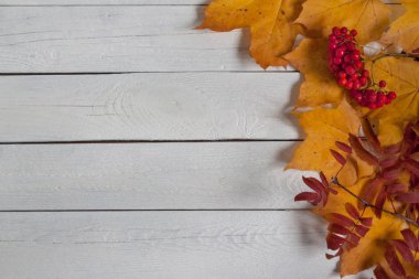 Kuru akçaağaç yaprakları ve rowanberry raceme beyaz ahşap masa üzerinde yatıyor. Sonbahar natürmort.