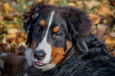 Sevimli bernese dağ köpeği köpek yavrusu. Yakından kapatın. Berner sennenhund veya bernese sığır köpek. Üç aylık.