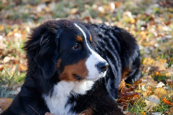 Bonito cachorro de cão de montanha bernês está deitado em um prado de outono. Berner sennenhund ou cão de gado bernês. Três meses de idade . — Fotografia de Stock