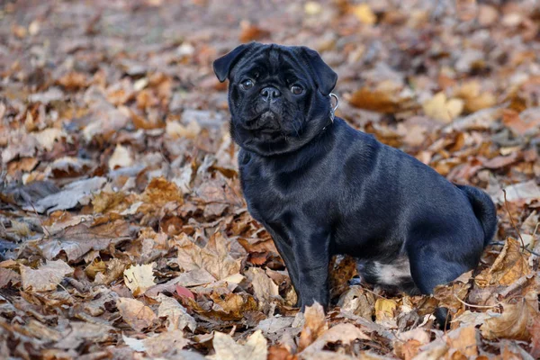 Čínské Pug štěně sedí na podzimním listí. Holandská matuhá nebo mops. Zvířata v zájmovém chovu. — Stock fotografie