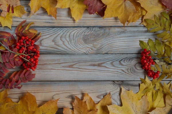 Dry maple leaves and branches of rowanberry are lying on a wooden desk. Autumn still life. — Stock Photo, Image