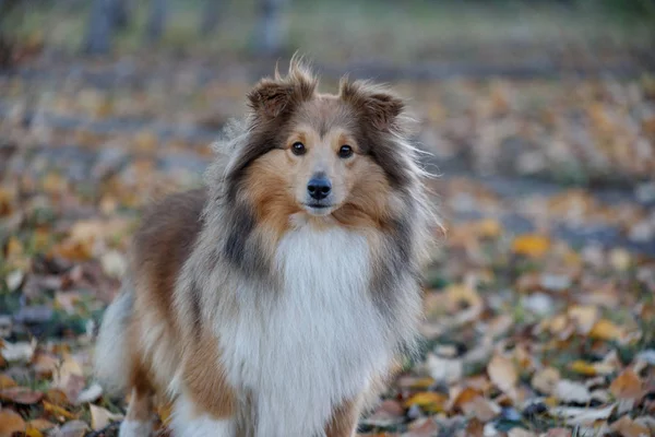 세이블 셰틀랜드 양치기 강아지가 가을 공원에 서 있다. 셰틀랜드 콜리 또는 셸티. 닫아. 애완 동물. — 스톡 사진
