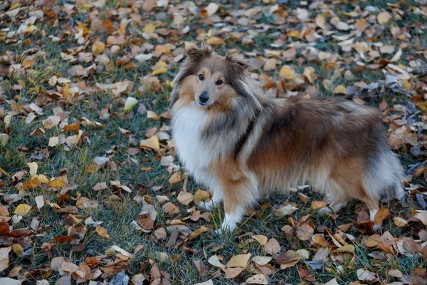 Sable shetland perro pastor cachorro está mirando a la cámara. Shetland Collie o Sheltie. Animales de compañía . —  Fotos de Stock