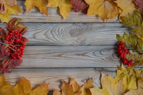 乾燥したカエデの葉とローワンツリーのベリーが木製の机の上に横たわっています。秋の静物. — ストック写真
