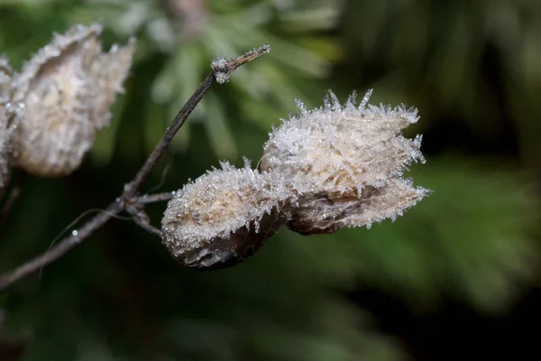 Frostbitten Bud növény az őszi erdőben. Közelről. — Stock Fotó