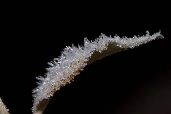 Szép őszi levél borított hoarfrost. Közelről. — Stock Fotó