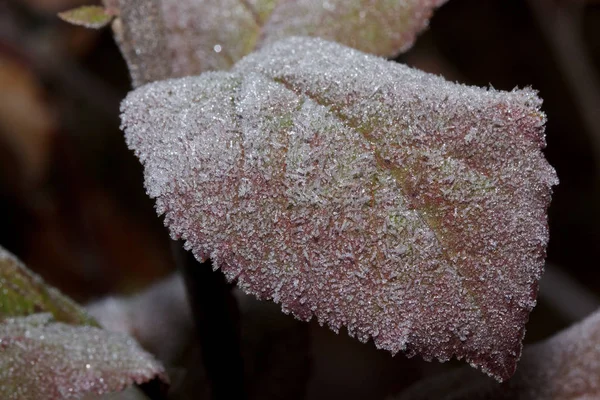 Szép piros levél borított hoarfrost. Közelről. — Stock Fotó