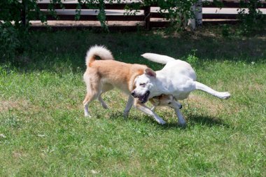 Sevimli batı sibirya laika ve labrador retriever sonbahar parkta oynuyor. Evcil hayvanlar.