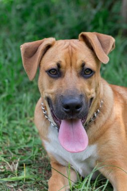 Amerikan pitbull terrier köpek portresi yeşil çim üzerinde yatıyor. Evcil hayvanlar.