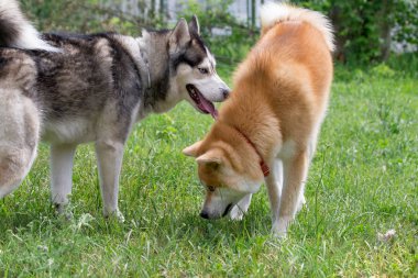 Sevimli Sibirya husky ve akita inu köpek yavrusu parkta yeşil bir çim üzerinde oynuyor. Evcil hayvanlar.