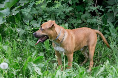 Sevimli amerikan pitbull terrier köpek parkta yeşil bir çim üzerinde duruyor. Evcil hayvanlar.