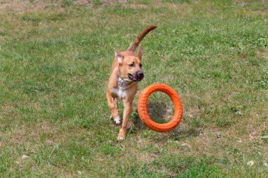 Sevimli amerikan pitbull terrier köpek yavrusu köpek halkası arkasında atlıyor. Evcil hayvanlar.