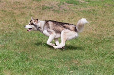Sevimli Sibirya husky parkta yeşil bir çim üzerinde çalışıyor. Koyu gri ve beyaz ceket. Evcil hayvanlar.