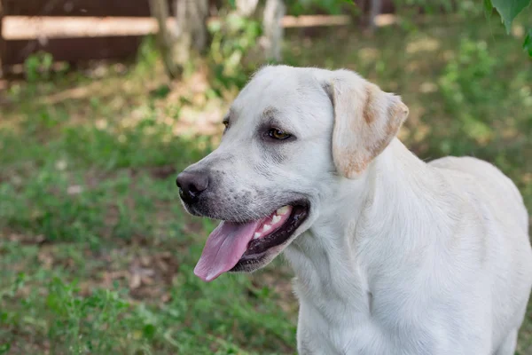 Labrador retriever bonito está de pé na grama no parque de outono. Animais de companhia . — Fotografia de Stock