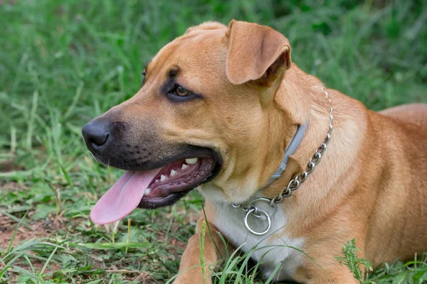 Chiot pitbull terrier américain mignon est couché sur une herbe verte dans le parc. Animaux de compagnie . — Photo