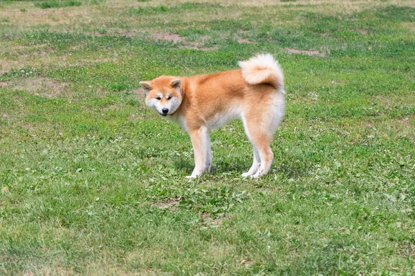 Lindo cachorro akita inu está de pie sobre una hierba verde en el parque. Animales de compañía . —  Fotos de Stock