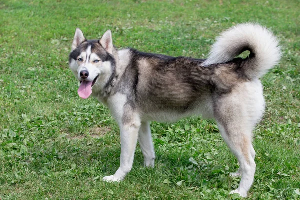 Cute siberian husky is standing on a green grass in the park. Dark grey and white coat. Pet animals. — Stock Photo, Image