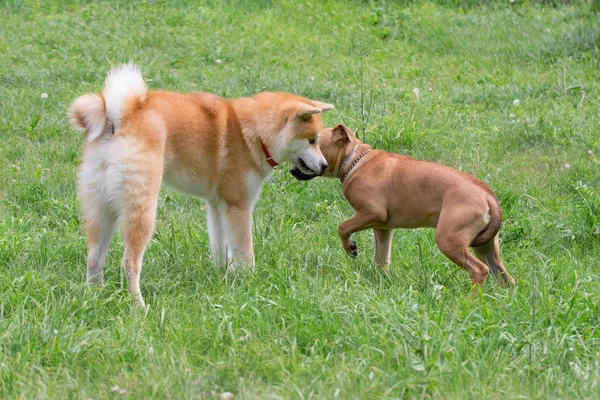 Cute American pit bull terrier cachorro y akita inu cachorro están jugando en una hierba verde en el parque. Animales de compañía . —  Fotos de Stock