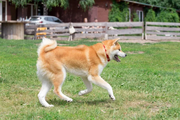 Cute akita inu puppy berjalan di rumput hijau di taman. Hewan peliharaan. . — Stok Foto