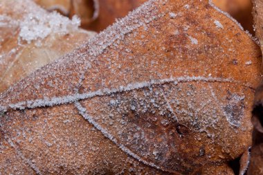 Güzel sonbahar yaprağı boğuk frost ile kaplı. Yakın çekim.