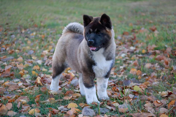 Cute American Akita Puppy stoi jesienią liści. Trzy miesiące. Zwierzęta domowe. — Zdjęcie stockowe