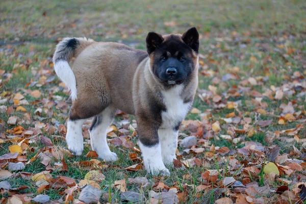 Der süße amerikanische Akita-Welpe steht auf dem grünen Rasen im Herbstpark. Drei Monate alt. Haustiere. — Stockfoto